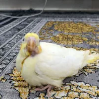 جوجه عروس هلندی|پرنده|زابل, |دیوار