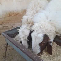 بره قوچ سنجابی کاور ورن گوسفند|حیوانات مزرعه|ماهیدشت, |دیوار