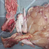 اشغال مرغ زیر قیمت بازار برای سگ و گربه