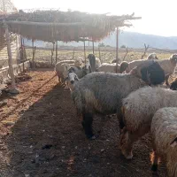 یه قوچ مشتی بفروش میرسد