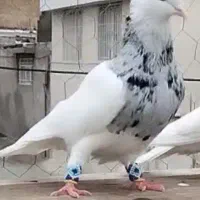 کبوتر طوقی