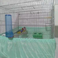 فنچ گلدین مولد