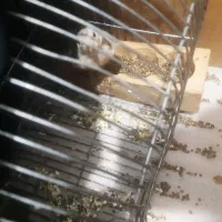 قناری پرتغالی معاوضه|پرنده|شیراز, گلشن|دیوار