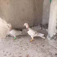 دو عدد هفرنگ خطی نر