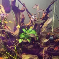 آکواریوم پلنت بسیار بزرگ فروش یکجا|ماهی|قزوین, |دیوار