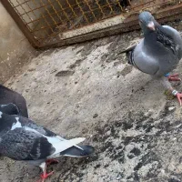 جوجه پلاکی|پرنده|تربت‌حیدریه, رجایی|دیوار