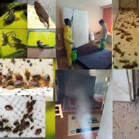 سمپاشی سوسک ساس موش موریانه کک بید با ضمانت100درصد