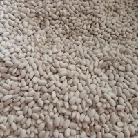 لوبیا سفید تمیز و بوجاری شده