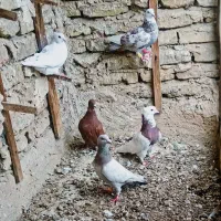 ۵ تا کفتر پرش