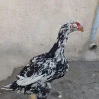 نیمچه خروس لاری چیل|حیوانات مزرعه|باقرشهر, |دیوار