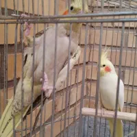 عروس هلندی لوتینو نر ومرواریدی ماده جفت2500