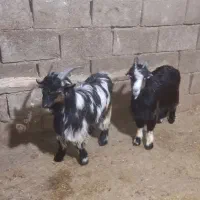 بیگ نر|حیوانات مزرعه|مسجد سلیمان, |دیوار