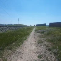 سگ پیدا شده