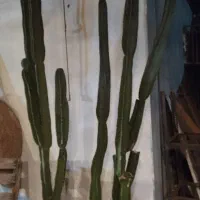 انواع گیاهان مقاوم به آب و هوای جزیره|گل و گیاه طبیعی|قشم, |دیوار