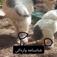 جوجه برهما مرغ خروس برهما وارداتی تخم نطفه دار|حیوانات مزرعه|تهران, تهرانسر شرقی|دیوار