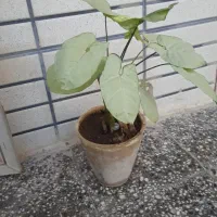 گل قشنگ|گل مصنوعی|یزد, |دیوار