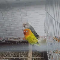 کوتوله برزیلی