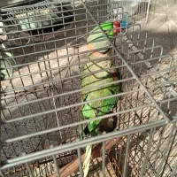 شاه طوطی نر|پرنده|فردوسیه, |دیوار