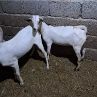فروشنده هستم