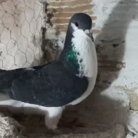 کبوتر خوشرنگ