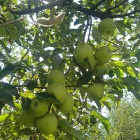 سیب‌‌|خوردنی و آشامیدنی|بجنورد, |دیوار
