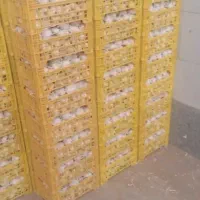 پخش سیر همدان|عمدهفروشی|تهران, کوی بیمه|دیوار