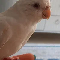 پرنده گمشده