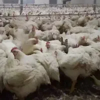 مرغداری-گوشتی