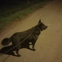 سگ ژرمن بلک|سگ|خشکبیجار, |دیوار