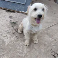 سگ پاکوتاه|سگ|انگوران, |دیوار