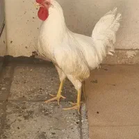 خروس