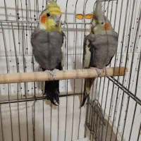 جفت عروس هلندی نر و ماده مولد|پرنده|پارس‌آباد, |دیوار