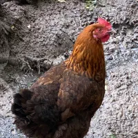 مرغ تخم گذار محلی دو عددتالش