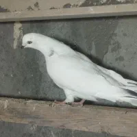 کبوتر