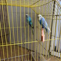 مرغ عشق جفت