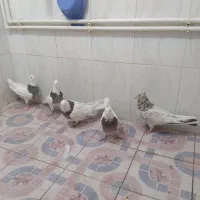 فروشی کفتر.فروش باهمه