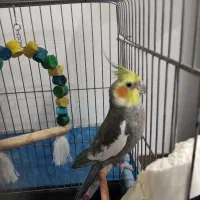 عروس هلندی سخنگو