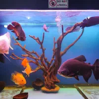 آبنوس بی نظیر