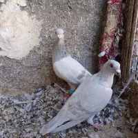 سه تا صید پرشی