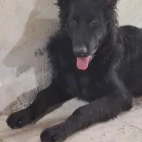 واگذاری ژرمن بلک نر