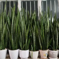 گل طبیعی ابلق پر شاخه|گل و گیاه طبیعی|مشهد, نیزه|دیوار