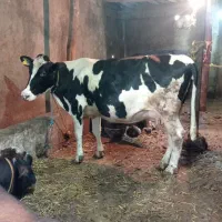 گاو شیری شکم دوم اصیل