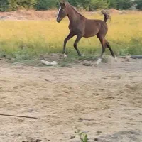 کره مادیان 8 ماهه