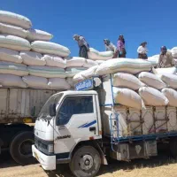 از مزارع کردستان  گیاه  کاه  ریز و درشت