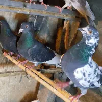 9طق کفتر تهرانی و شهرستانی
