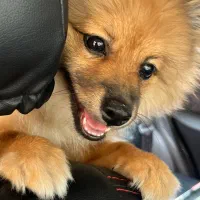 واگذاری سگ پامر|سگ|پرند, فاز ۵|دیوار