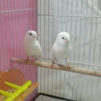 یک جفت قناری وایت فاکتور اورجینال و آماده