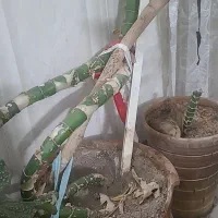 گل فروشی|گل و گیاه طبیعی|کاشمر, |دیوار