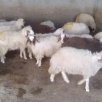 قیمت جفتی ۲۶ تومان|حیوانات مزرعه|اسلامآباد غرب, |دیوار