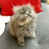 بچه گربه پرشین اسکاتیش ماده